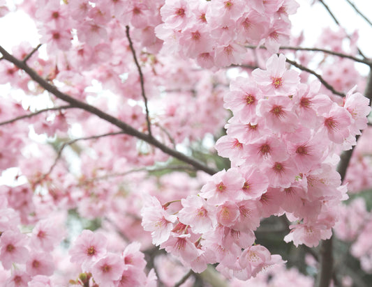 cherry blossoms
